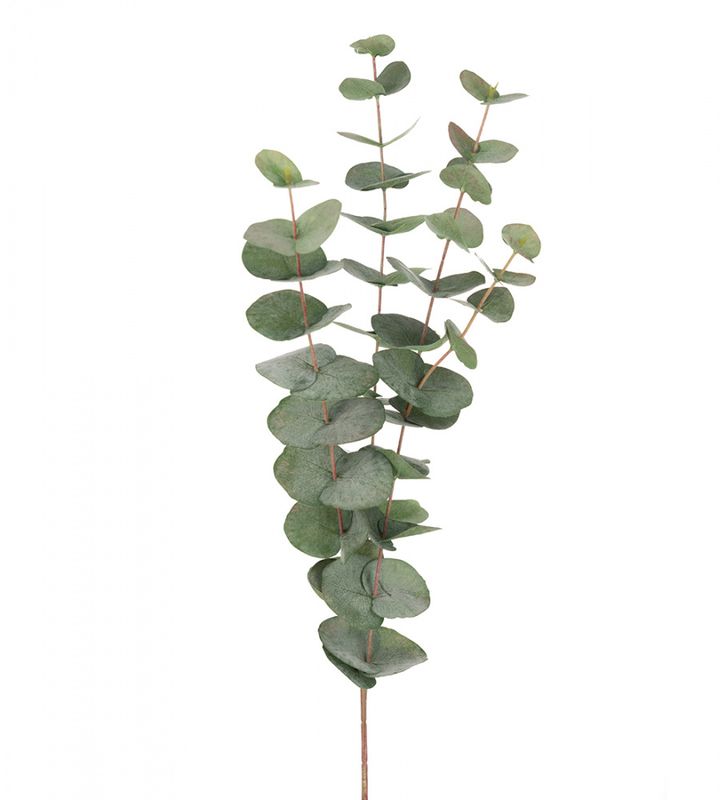 Eucalyptus stilk 60 cm