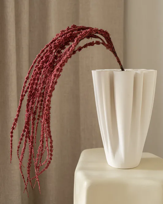 Hovedbilde Amaranthus Burgundy