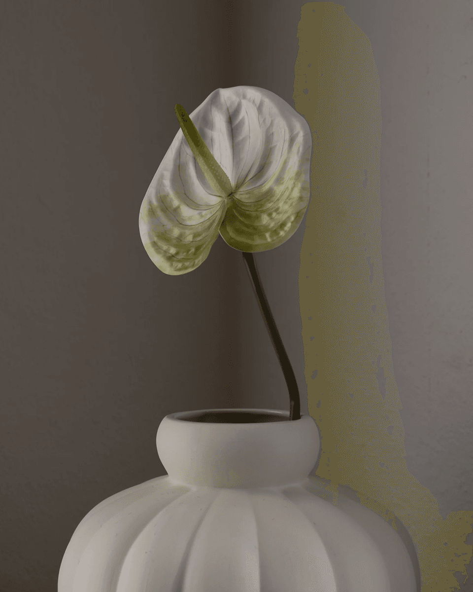 Anthurium Flower