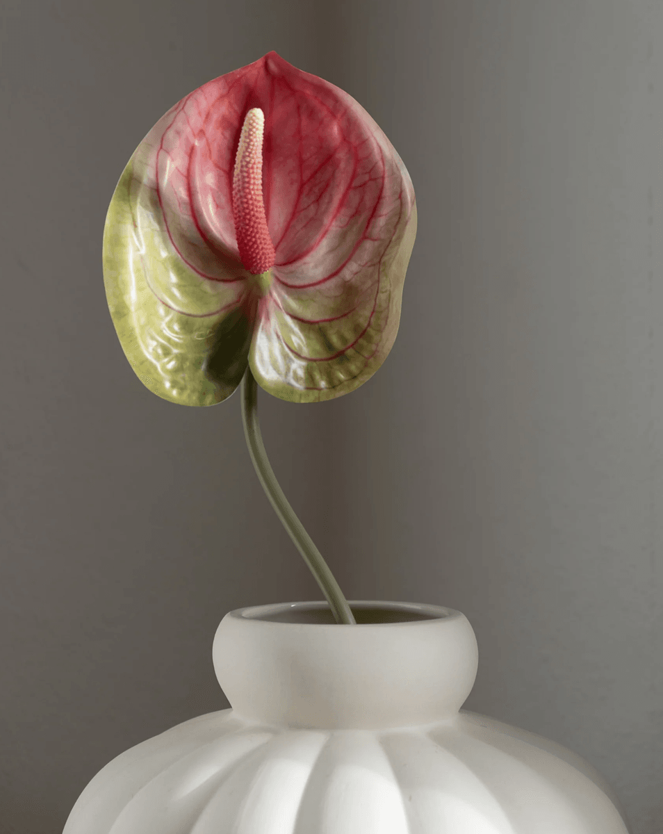 Anthurium Flower