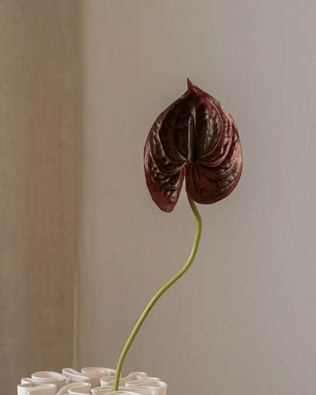 Anthurium Flower