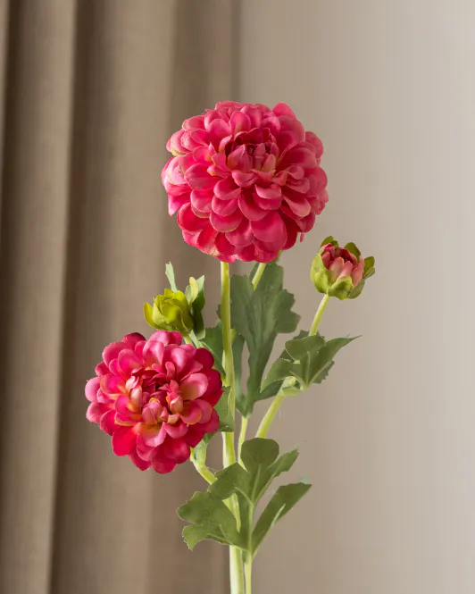 Hovedbilde Dahlia